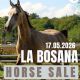 La Bosana Horse Sale