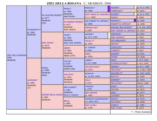 Stallone arabo - Ziel della Bosana2