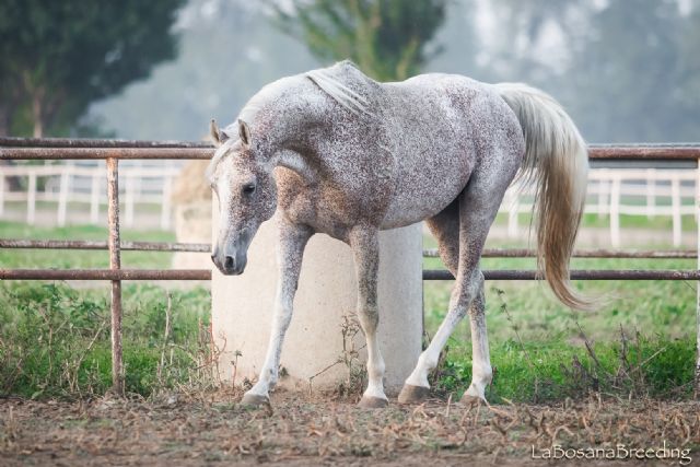 Stallone arabo - Ziel della Bosana6