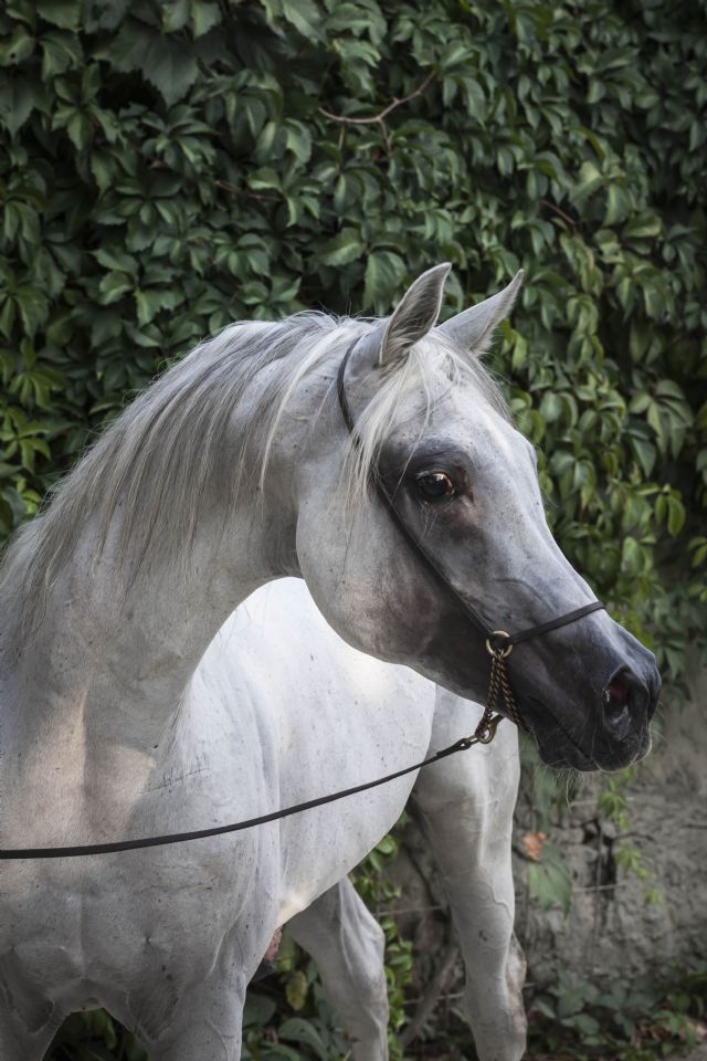 cavallo giocattolo SH Stallone Arabo