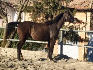 LAURO BOSANA - venduto