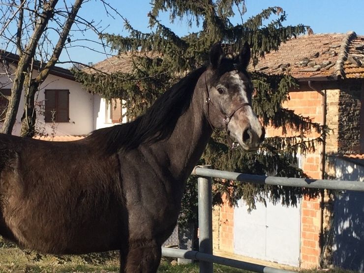 Lauro Bosana