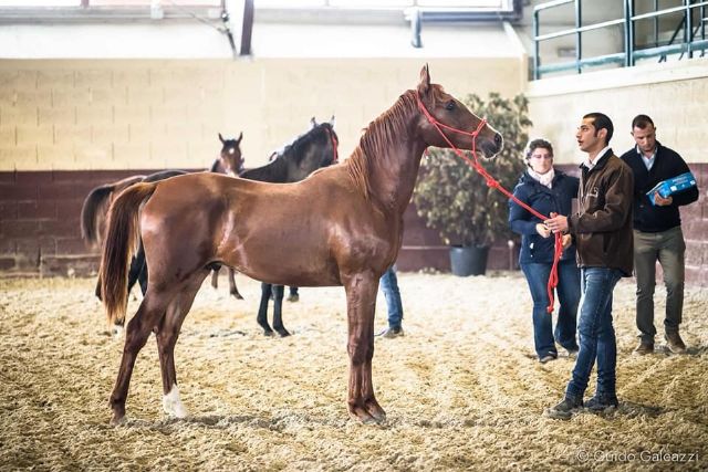 RASSEGNA MORFO-ATTITUDINALE PULEDRI DA ENDURANCE 2019