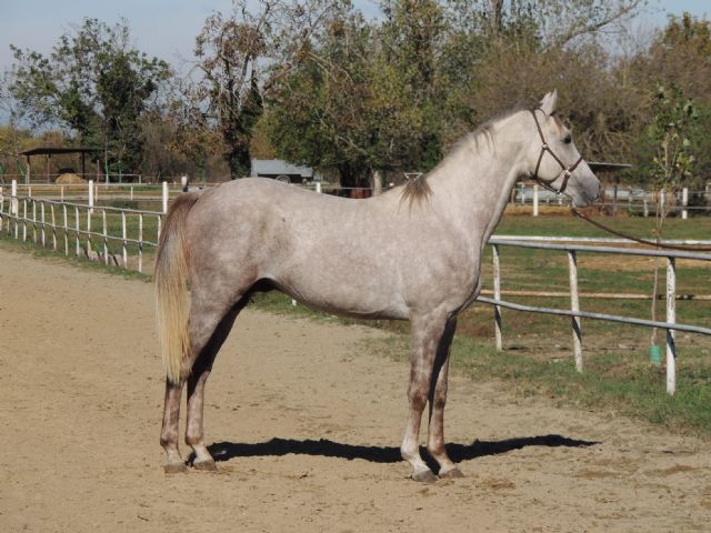 Stallone angloarabo - SOLIDAGO BOSANA