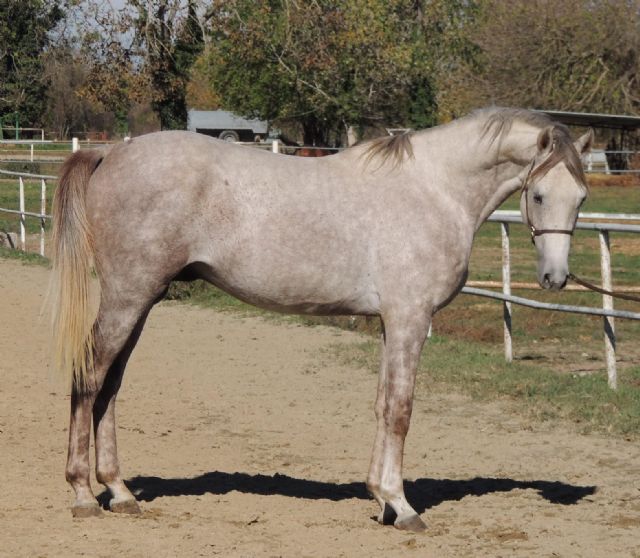 Stallone angloarabo - SOLIDAGO BOSANA