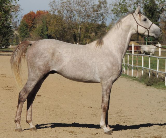 Stallone angloarabo - SOLIDAGO BOSANA