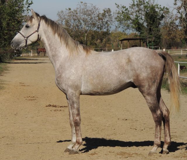 Stallone angloarabo - SOLIDAGO BOSANA