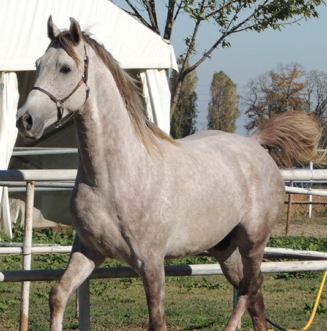 Stallone angloarabo - SOLIDAGO BOSANA