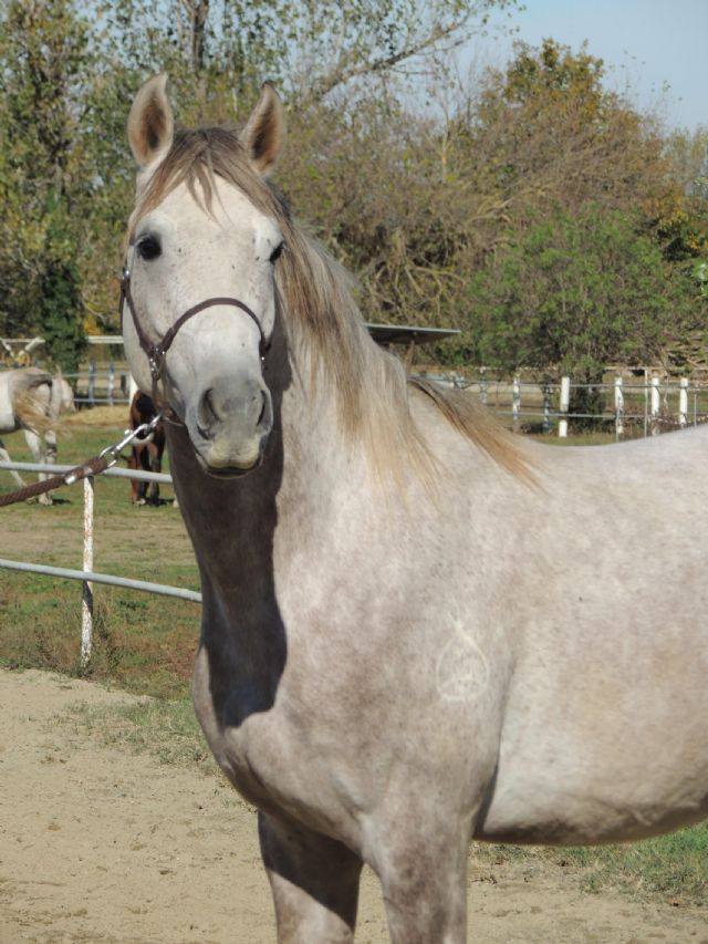 Stallone angloarabo - SOLIDAGO BOSANA