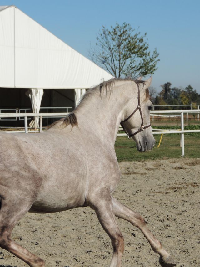 Stallone angloarabo - SOLIDAGO BOSANA
