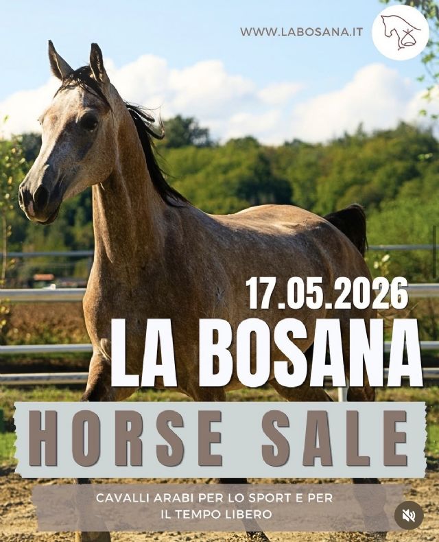 La Bosana Horse Sale
