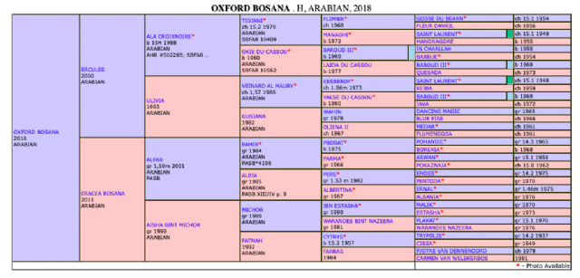 OXFORD BOSANA - Venduto