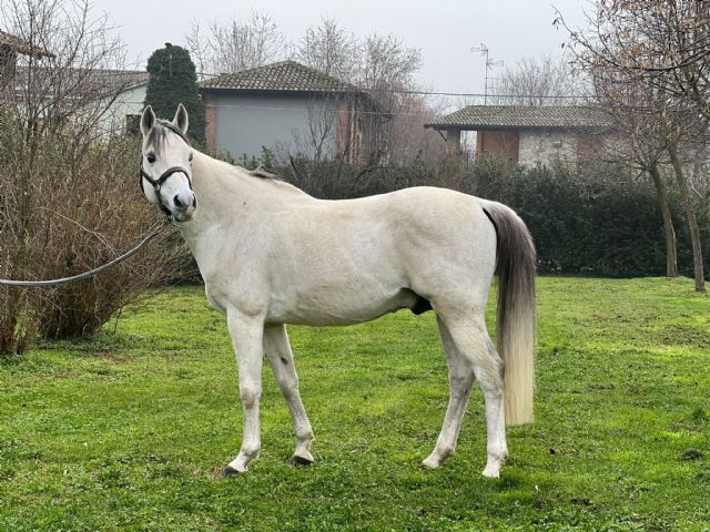 Stallone arabo - DJELAM DU LEBOUS