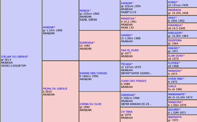 Stallone arabo - DJELAM DU LEBOUS