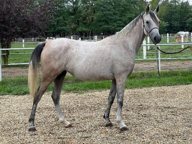 SIRIA BOSANA SIRIA BOSANA