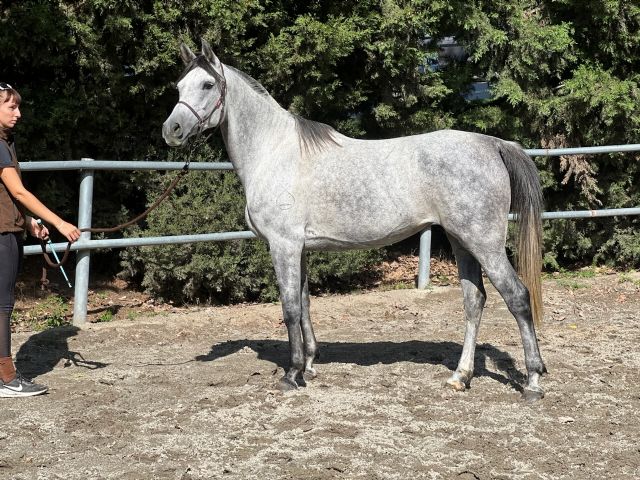 ORMEA BOSANA ORMEA BOSANA