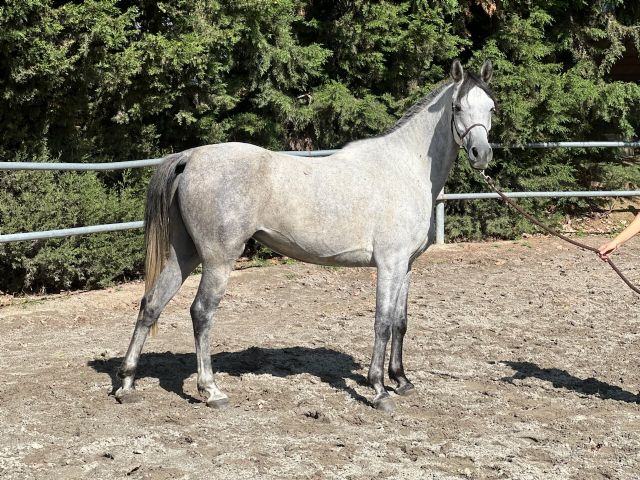 ORMEA BOSANA ORMEA BOSANA