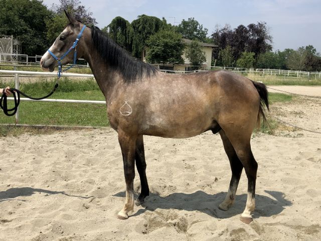 Pindaro Bosana -Venduto