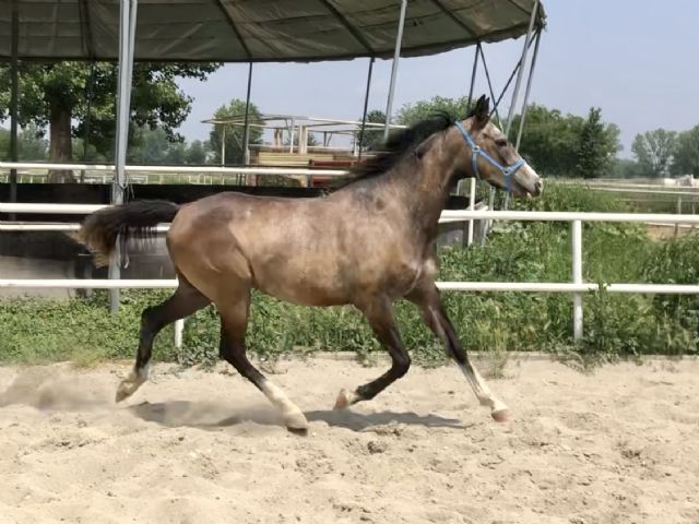 Pindaro Bosana -Venduto