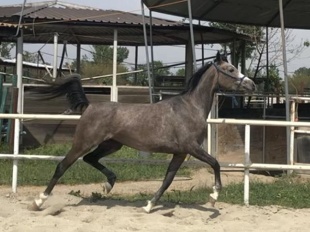 Plena Bosana - venduta