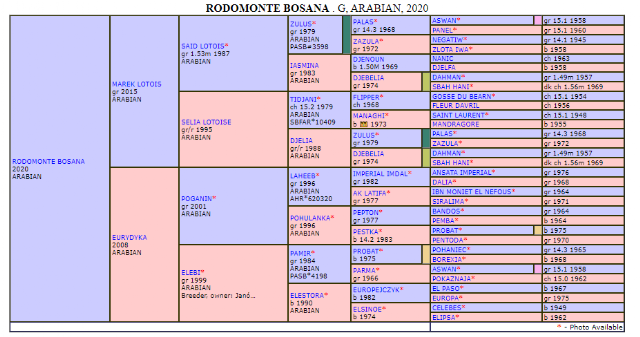 Rodomonte Bosana