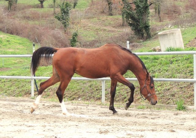 stallone arabo - Sydney Bosana