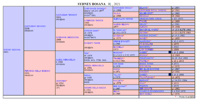 stallone arabo - Sydney Bosana