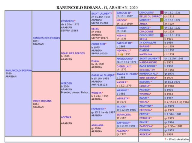Ranuncolo Bosana - Venduto