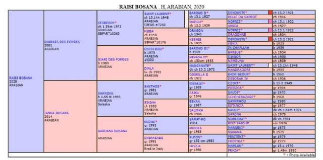 Stallone arabo - RAISI BOSANA