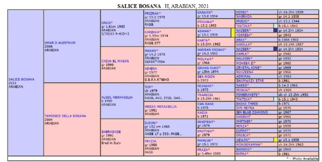 Stallone arabo - SALICE BOSANA