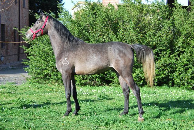Stallone arabo - URAL BOSANA