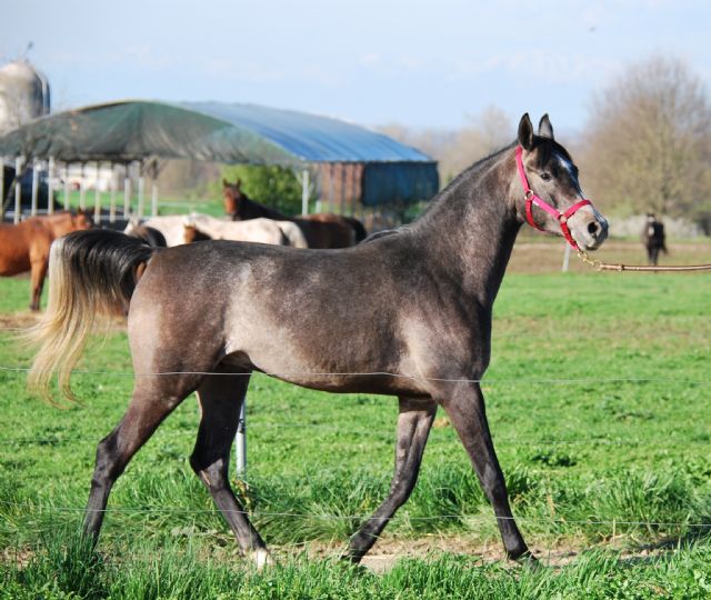 Stallone arabo - URAL BOSANA