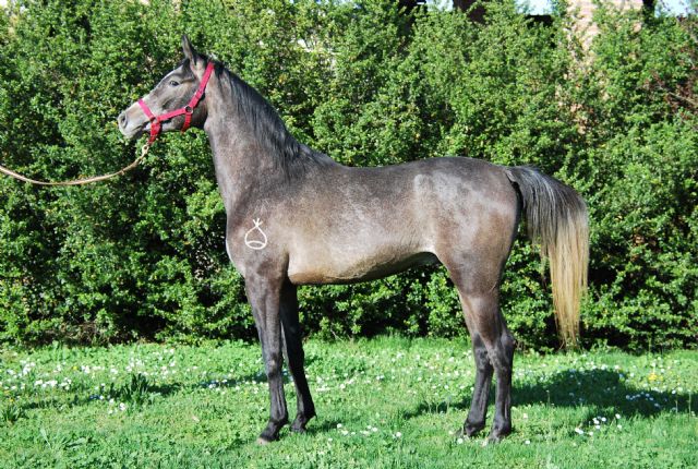 Stallone arabo - URAL BOSANA