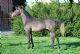 Stallone arabo - URAL BOSANA