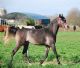 Stallone arabo - URAL BOSANA