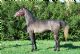 Stallone arabo - URAL BOSANA